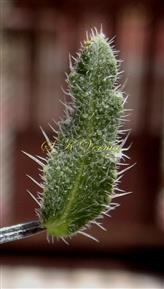  Sepal